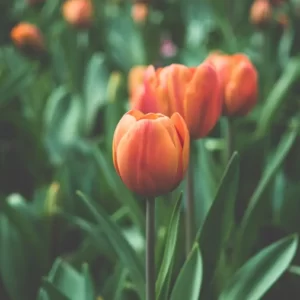 Which Easter Candy Are You? Quiz Instrumental nature sounds