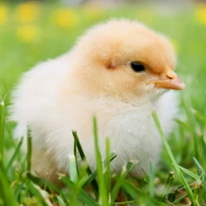 Which Easter Candy Are You? Quiz Chick