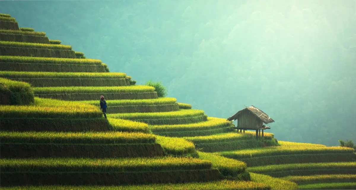 Q In Geography Quiz Agriculture nature landscape rice paddy field, Asia