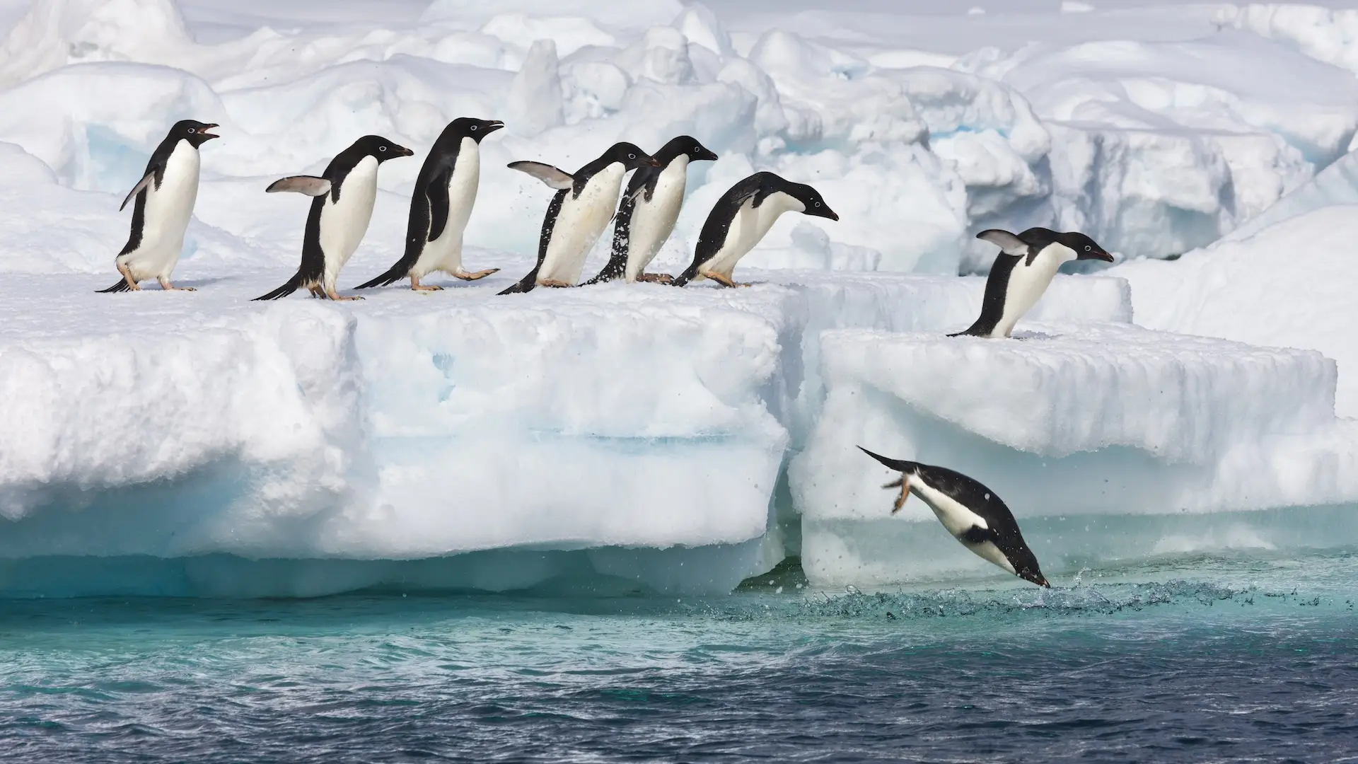 W In Geography Quiz Antarctica penguins