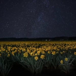 Are You A Sunbeam, Moonlight, Starlight, Or A Shadow? Quiz Night