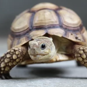 Which Apple Metaphor Are You? Quiz Turtle or tortoise