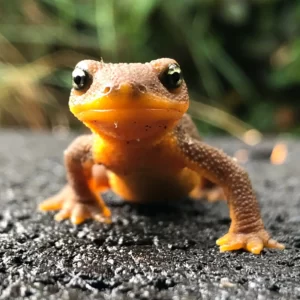 Foods Named After Animals Quiz Newt