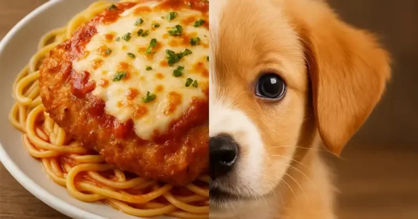 Foods Named After Animals Quiz