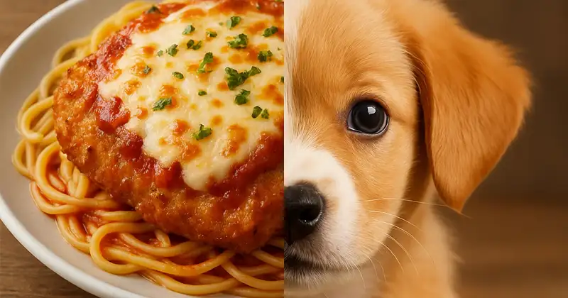 Foods Named After Animals Quiz