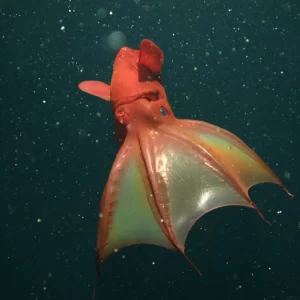 S Trivia Quiz Squid