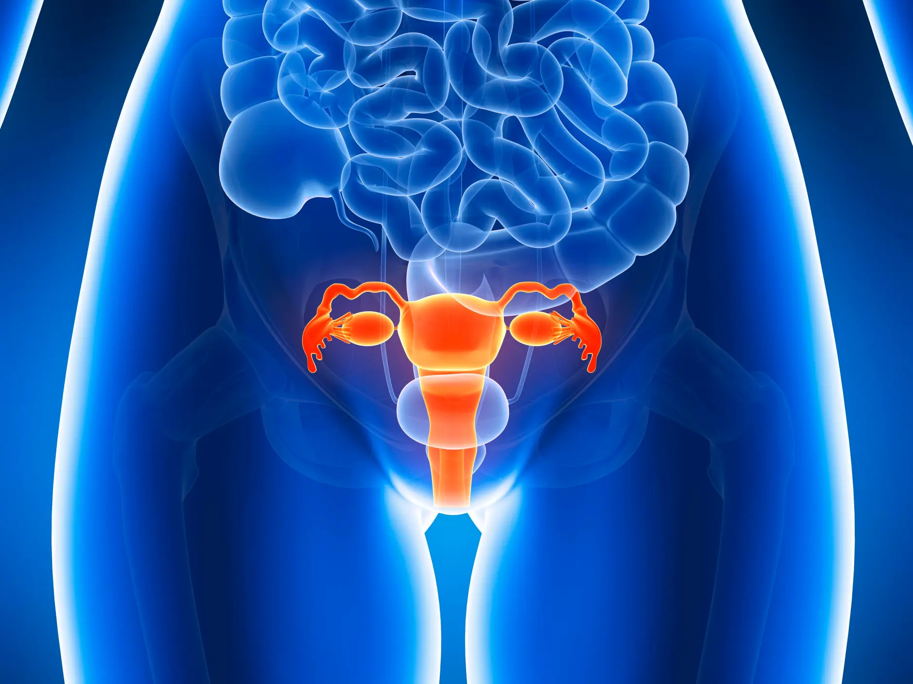 U Trivia Quiz Female reproductive system
