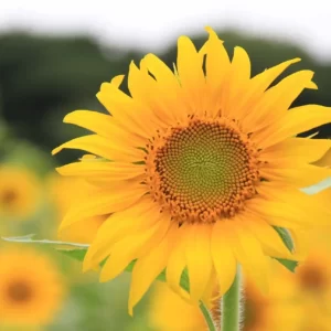 Build A Picnic & We'll Predict Your Summer Love Story Quiz Sunflower
