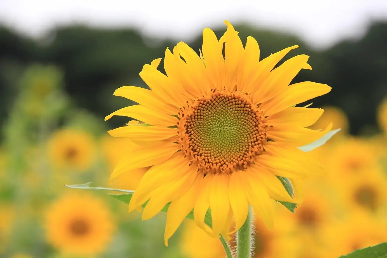 Sunflower