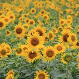 This Calming Quiz Will Tell You What You Need To Hear RN Sunflowers