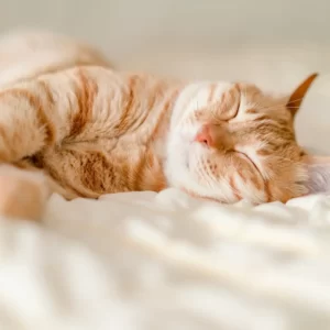 Pick A-Z Activities & Find Out When You'll Be Rich Quiz Napping