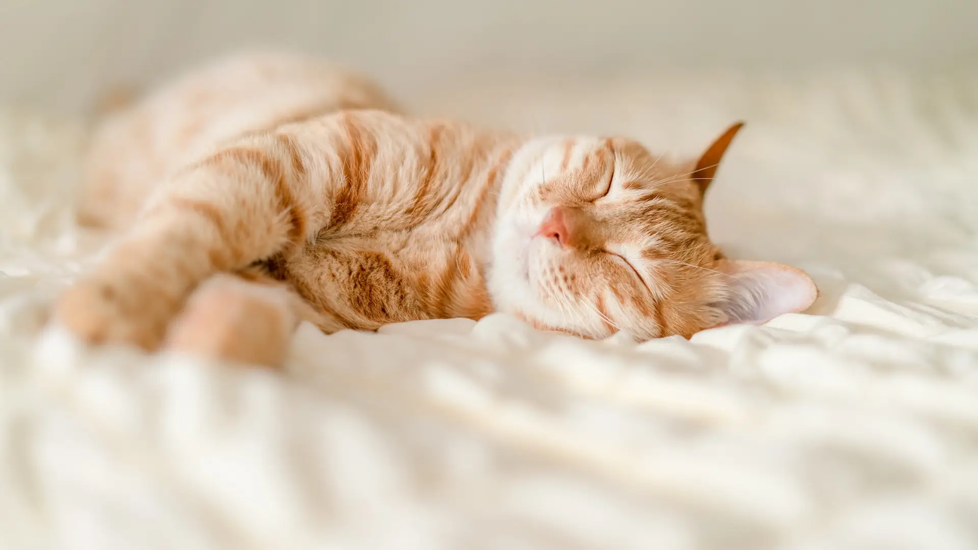 Sleeping napping pet cat