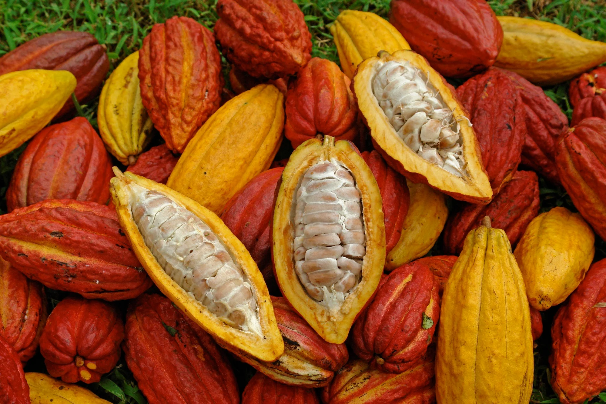 Cacao pods
