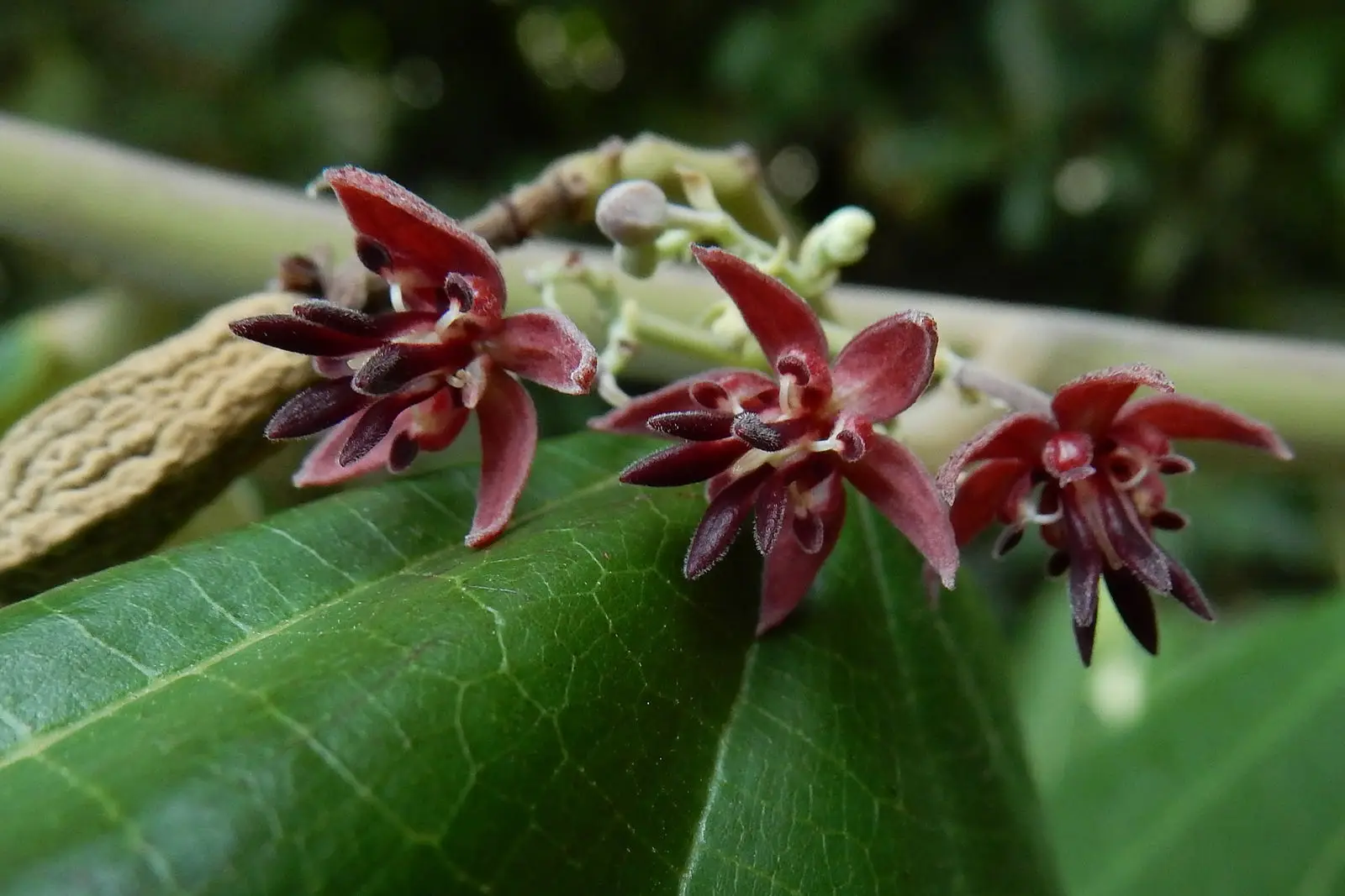 Theobroma plant