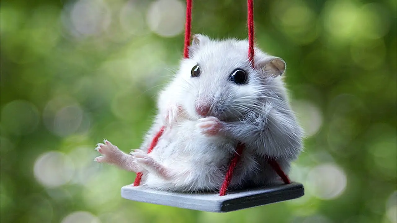 Which Who Moved My Cheese Character Are You? Quiz Cute mouse on swing