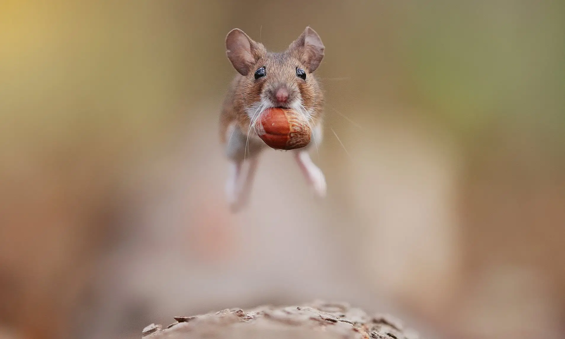 Which Who Moved My Cheese Character Are You? Quiz Cute mouse scurrying in a hurry