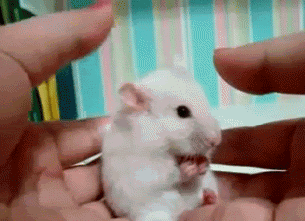 Which Who Moved My Cheese Character Are You? Quiz Surprised mouse gif