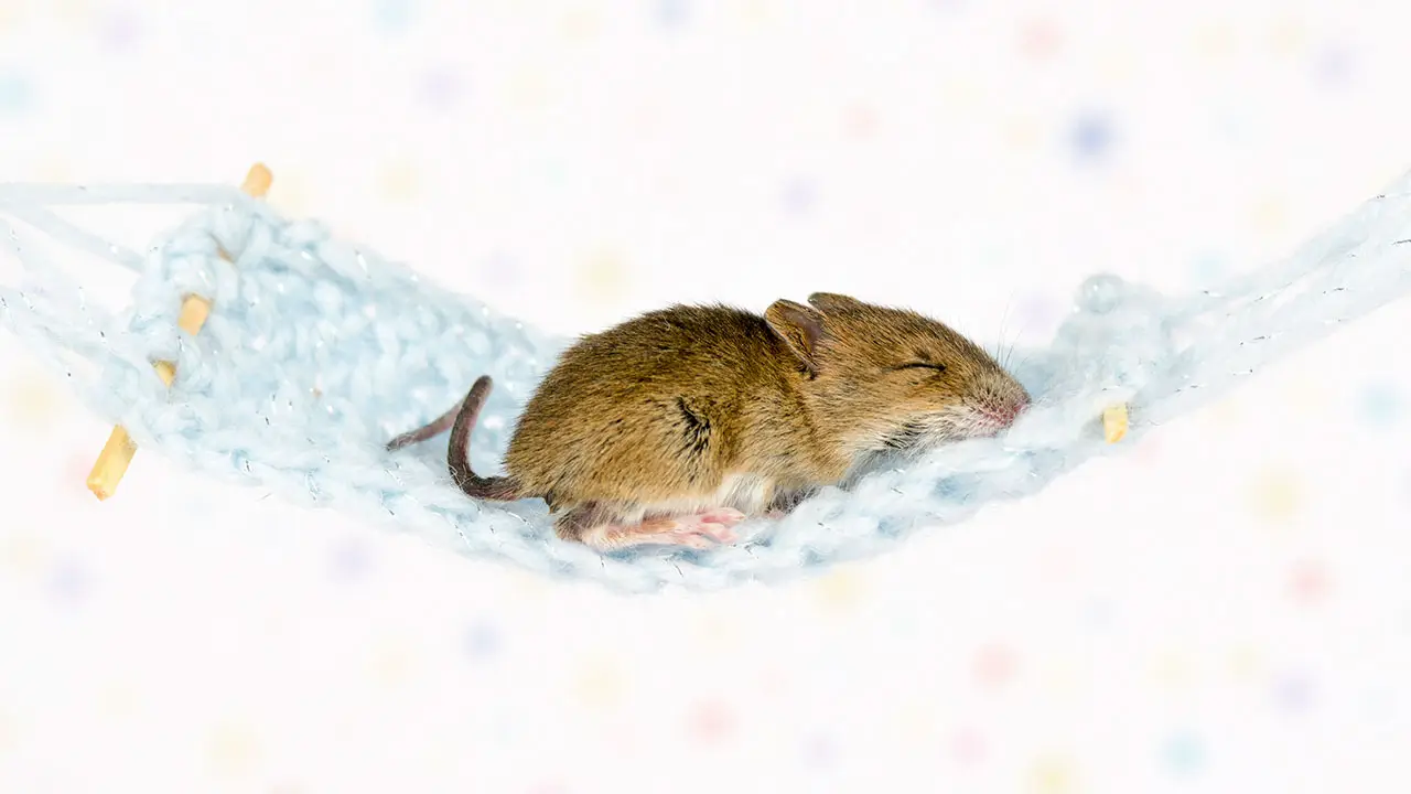 Which Who Moved My Cheese Character Are You? Quiz Sleeping mouse