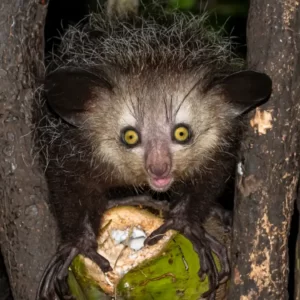 Pick Animals & Find Out Your True Season Quiz Aye-aye