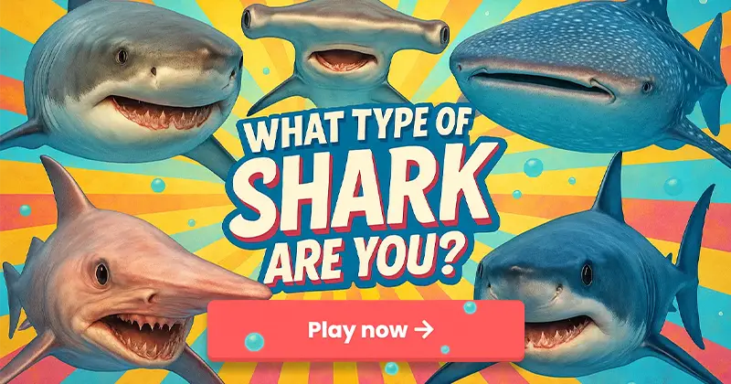 what-type-of-shark-are-you-a-shark-personality-quiz
