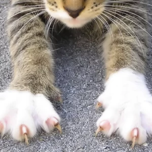 What Urban Legend Creature Are You? Quiz Claws