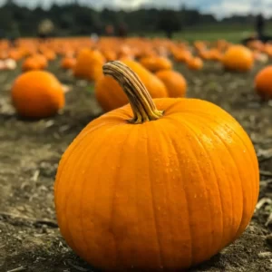 Guess The Animated Movie Titles Quiz Pumpkin