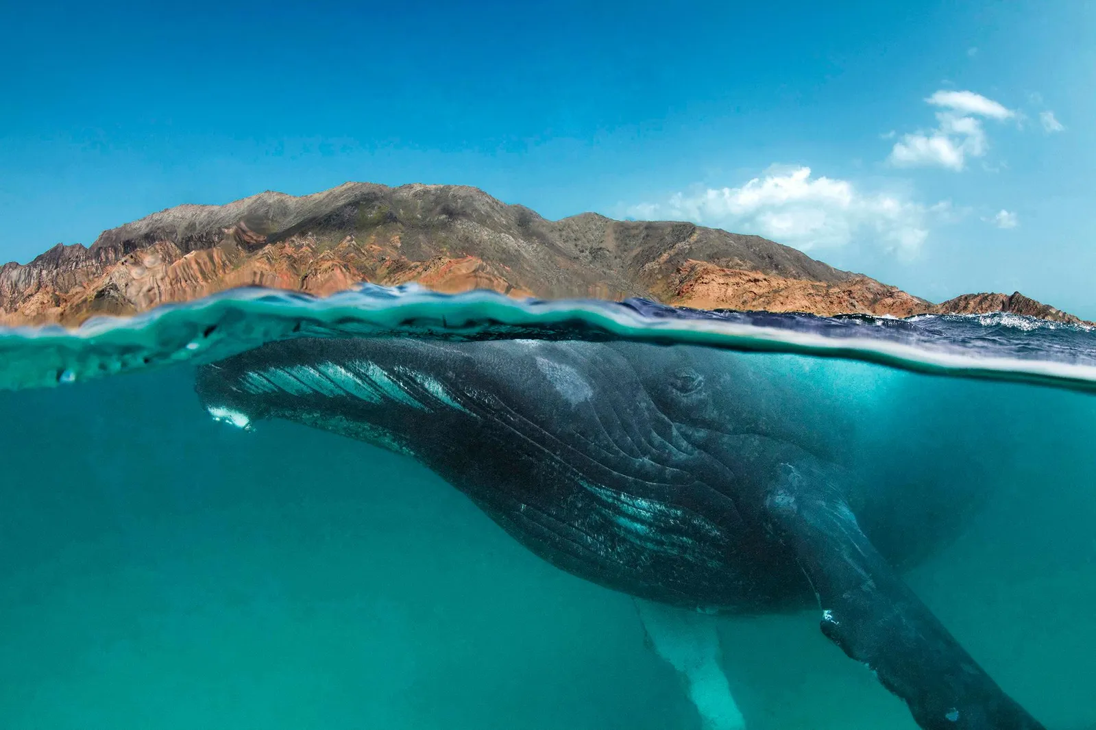 Ocean Or Sea Trivia Quiz Humpback Whale in the Arabian Sea