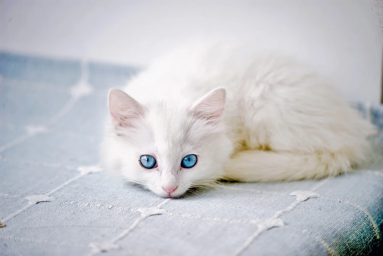 What's White? General Knowledge Quiz White pet cat with blue eyes