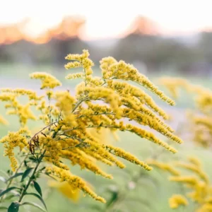 Flowers Soulmate Quiz Goldenrod
