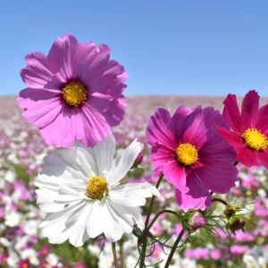 Are You A Hobbit, An Elf, A Dwarf, Or An Orc? Quiz Flowers