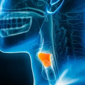 L Trivia Quiz Larynx