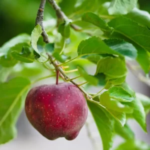 What Fall Flavor Are You? Quiz Go apple picking