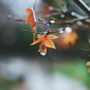 What Fall Flavor Are You? Quiz Soft rain
