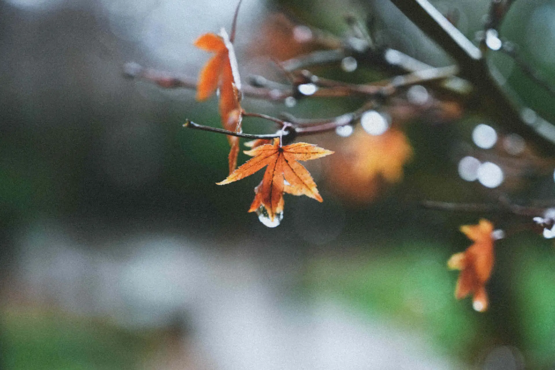 Autumn rain