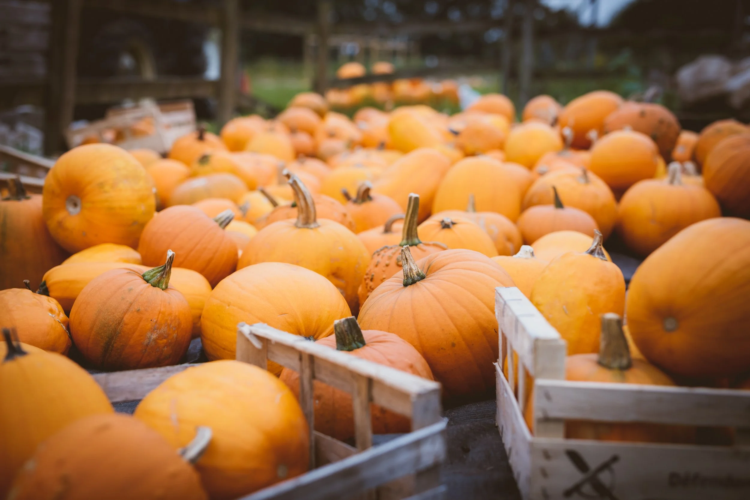 Pumpkin Trivia Quiz Pumpkin harvest