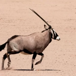 O Trivia Quiz Oryx