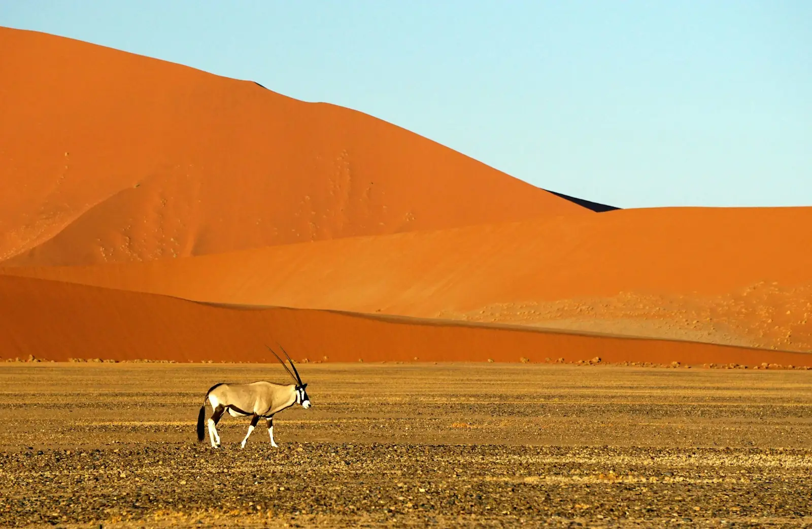 P Trivia Quiz Oryx in dry climate