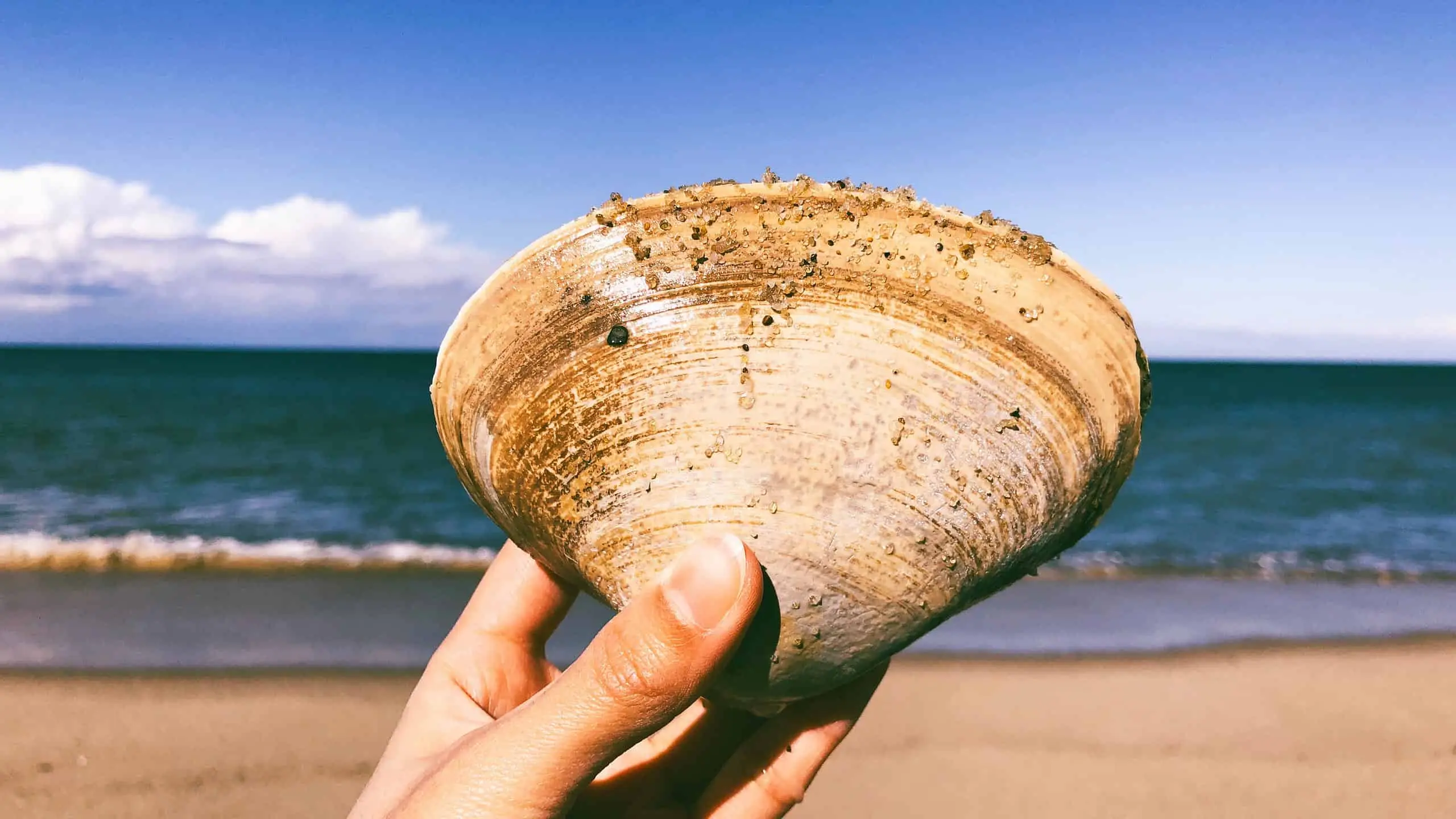 Quahog