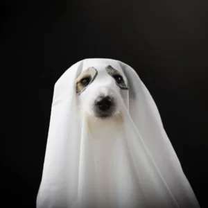 Which Haunted House Are You? Quiz Ghost dog