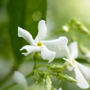 Flowers Soulmate Quiz Jasmine