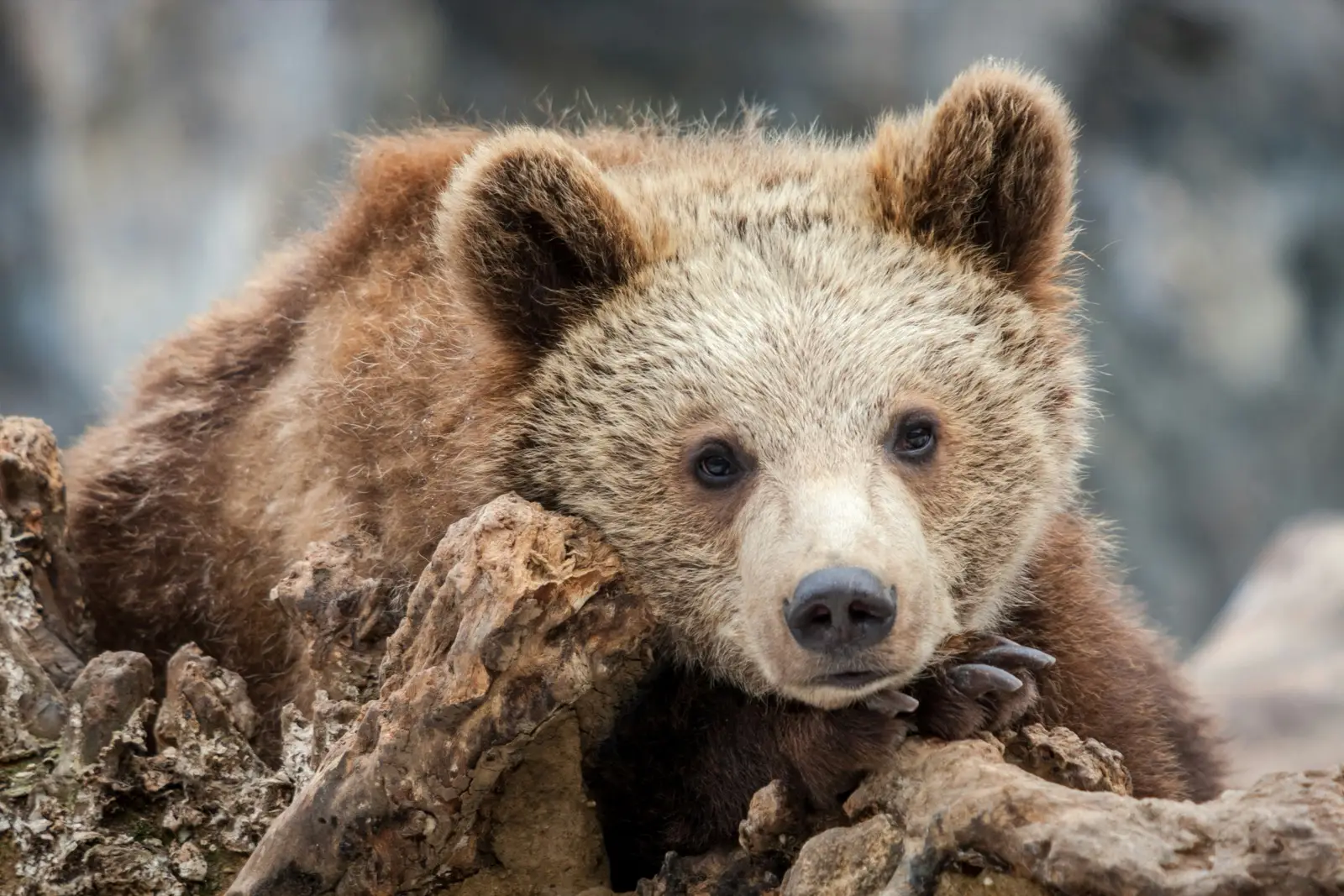 U Trivia Quiz Bear
