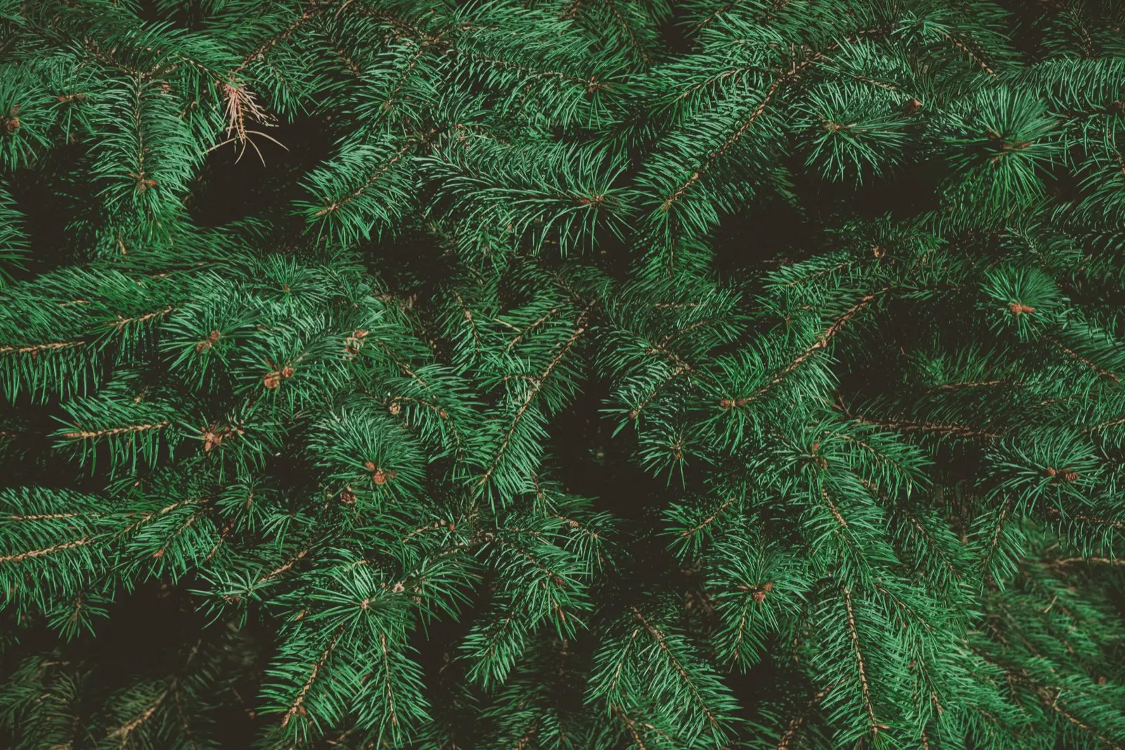 Which Iconic Christmas Character Are You? Quiz Christmas tree texture background