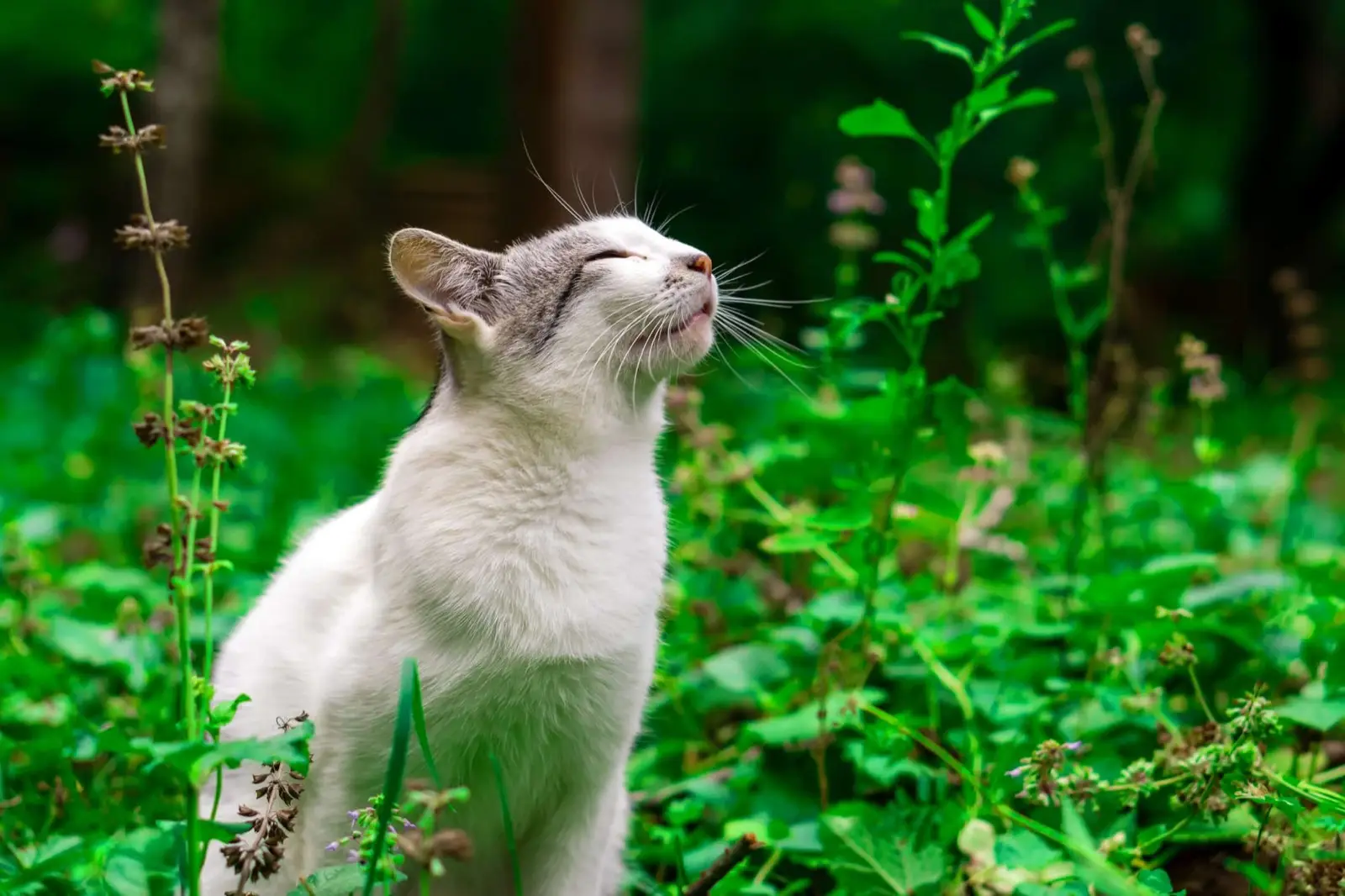 Cat smelling