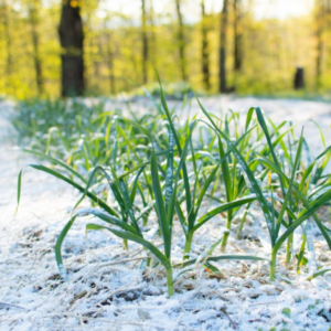 Plan Cozy Snow Day To Know Which Winter Comfort Food Yo… Quiz Sunny frosted garden
