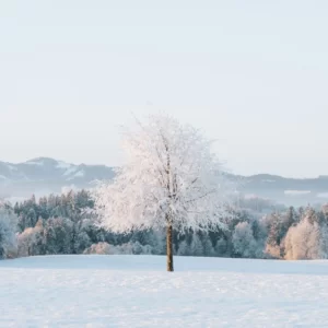 Plan Cozy Snow Day To Know Which Winter Comfort Food Yo… Quiz Absolute silence
