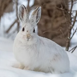 Plan Cozy Snow Day To Know Which Winter Comfort Food Yo… Quiz A white hare