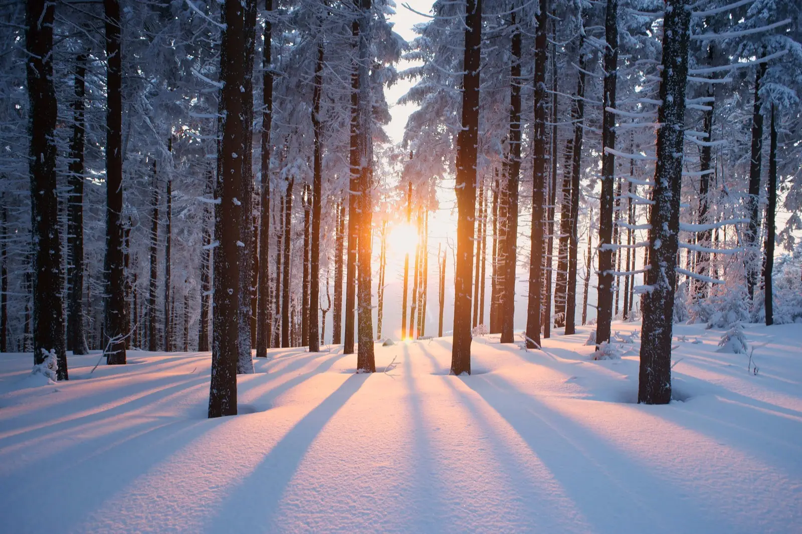 Plan Cozy Snow Day To Know Which Winter Comfort Food Yo… Quiz Winter sunset forest