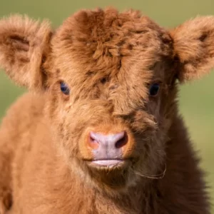 This Calming Quiz Will Tell You What You Need To Hear RN Highland calf