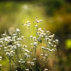 This Calming Quiz Will Tell You What You Need To Hear RN Baby\'s breath