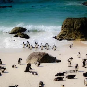 Build $20K Travel Itinerary & Find Your Seasonal Vibe Quiz Boulders Beach, South Africa